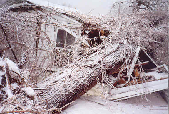 tree on
house